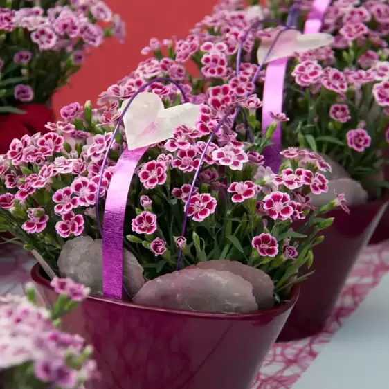 Dianthus 'Pink Kisses®' ℗ - © Selecta