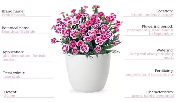 Dianthus 'Pink Kisses®' ℗ - © Selecta