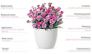 Dianthus 'Pink Kisses®' ℗ - © Selecta