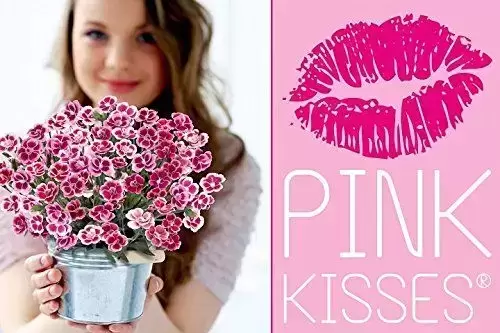 Dianthus 'Pink Kisses®' ℗ - © Selecta