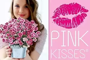 Dianthus 'Pink Kisses®' ℗ - © Selecta