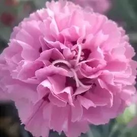 Dianthus 'Pink Ruffles' - image 2