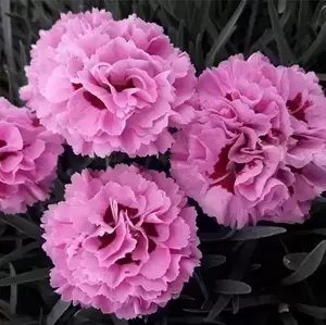Dianthus 'Pink Ruffles' - image 1