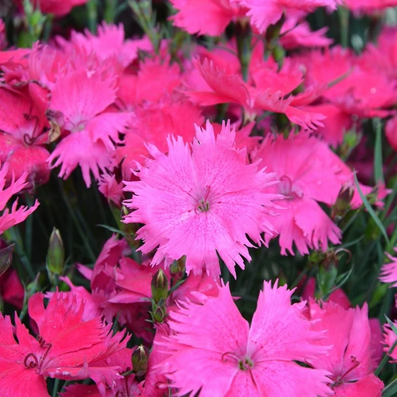 Picture Credit - Kernock Park Plants Ltd.