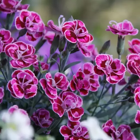 Dianthus 'Purple Wedding' 10.5cm - image 1