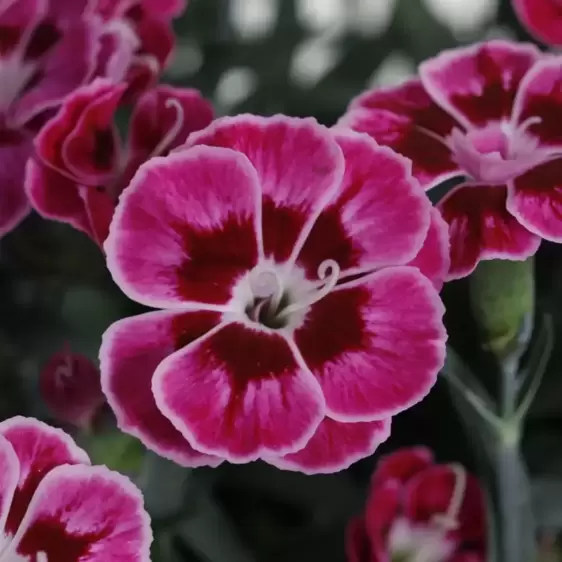 Dianthus 'Purple Wedding' 10.5cm - image 2