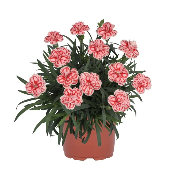 Image Credit: Dummen Orange