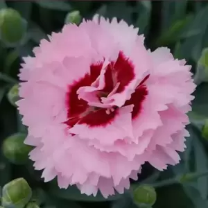 Dianthus 'Raspberry Sundae' ℗ - © Whetman Pinks