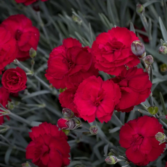 Dianthus 'Rebekah' - image 1