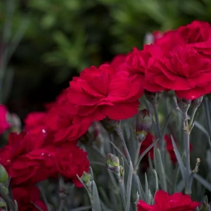 Dianthus 'Rebekah' - image 2