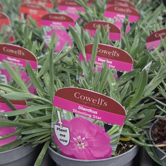 Dianthus 'Shooting Star' 9cm