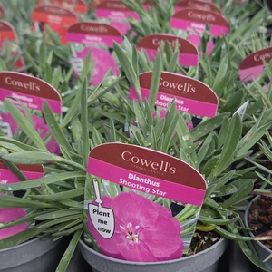 Dianthus 'Shooting Star' 9cm