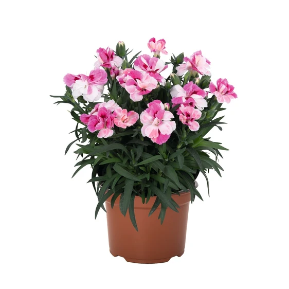 Dianthus 'Sprint Pink & Proud'