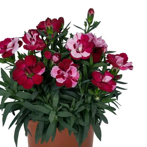 Dianthus 'Sprint Red & Proud'