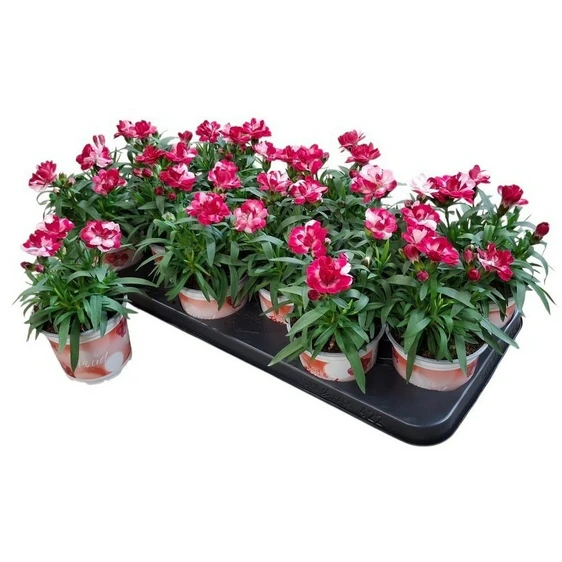 Dianthus 'Sprint Red & Proud'