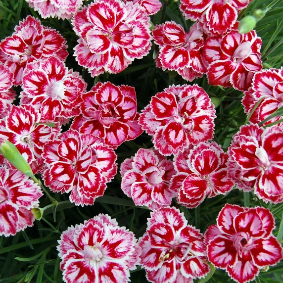 Picture - Plant Haven International