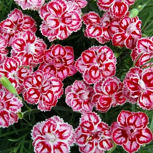Picture - Plant Haven International