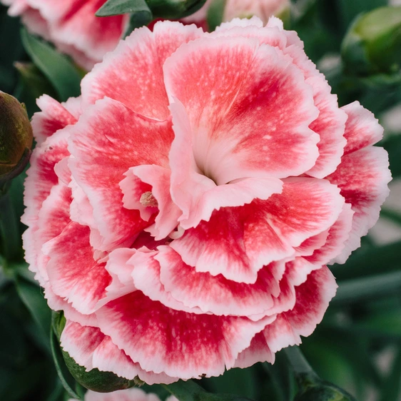Picture Credit - Whetman Pinks