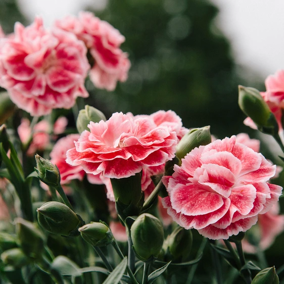 Picture Credit - Whetman Pinks