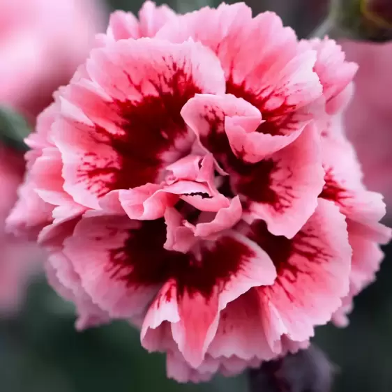 Dianthus 'Sugar Plum' 9cm