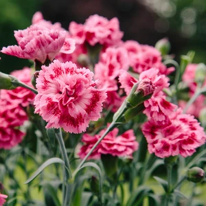 Picture Credit - Whetman Pinks