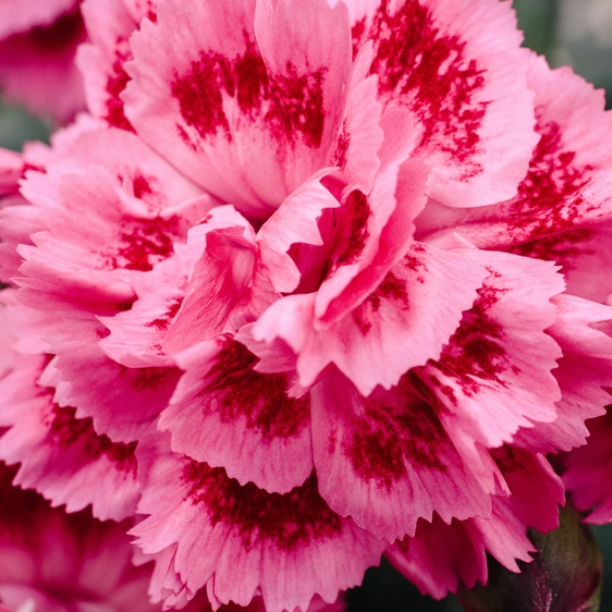 Picture Credit - Whetman Pinks