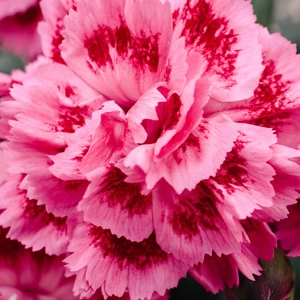 Picture Credit - Whetman Pinks