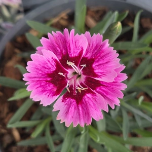 Dianthus 'Supernova'
