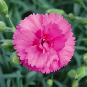 Dianthus 'Tickled Pink' ℗ - © Whetman Pinks