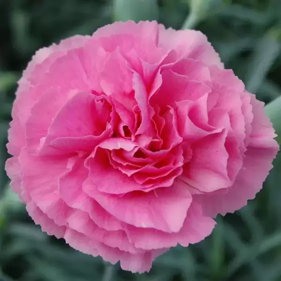 Dianthus 'Valda Wyatt'