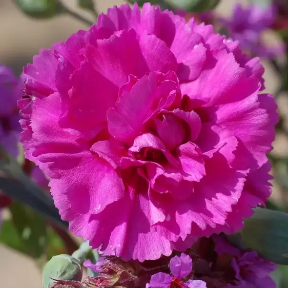 Dianthus 'Wizard'