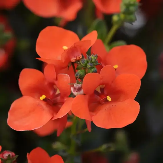 Picture - Ball Horticultural