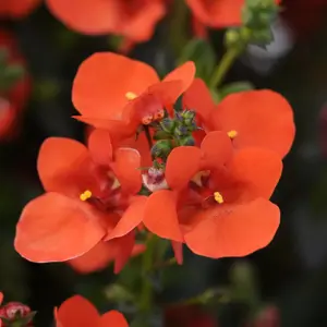 Picture - Ball Horticultural