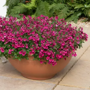 Picture - Ball Horticultural