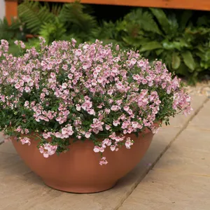 Picture - Ball Horticultural