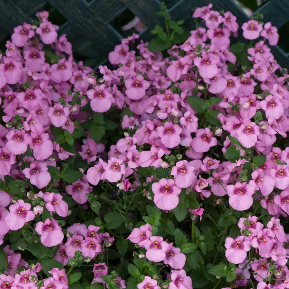 Picture - Ball Horticultural