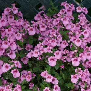 Picture - Ball Horticultural