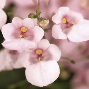 Picture - Syngenta Flowers