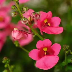 Picture - Syngenta Flowers