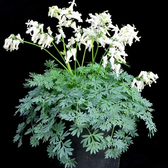 Picture Credit - TERRA NOVA® Nurseries