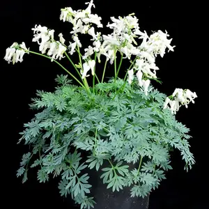 Picture Credit - TERRA NOVA® Nurseries