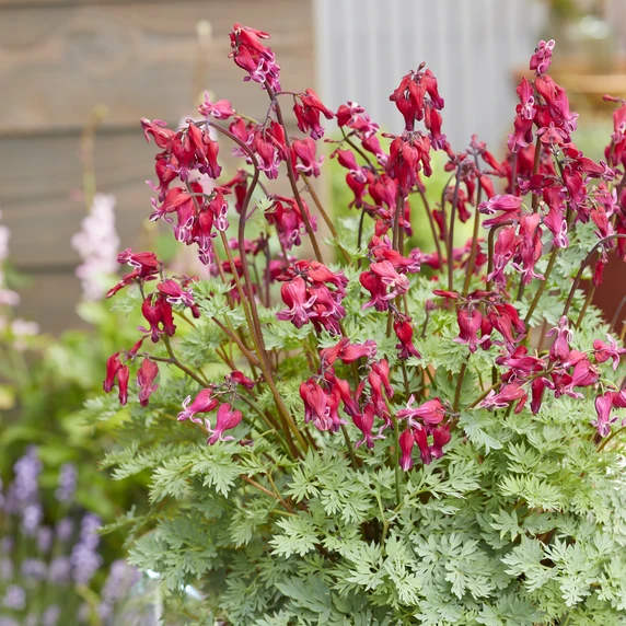 Picture Credit - Walter Blom Plants BV
