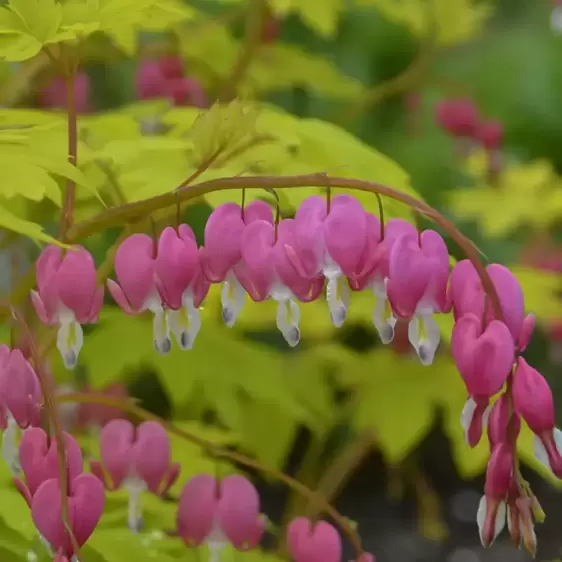 Dicentra 'Gold Heart'℗ - Photo courtesy of Walters Gardens, Inc