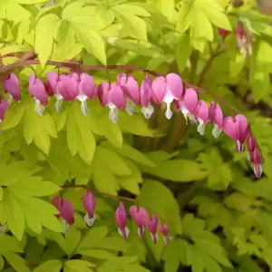 Dicentra 'Gold Heart'℗ - Photo courtesy of Walters Gardens, Inc