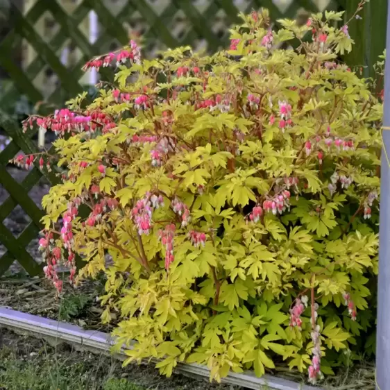 Dicentra 'Gold Heart'℗ - Photo courtesy of Walters Gardens, Inc