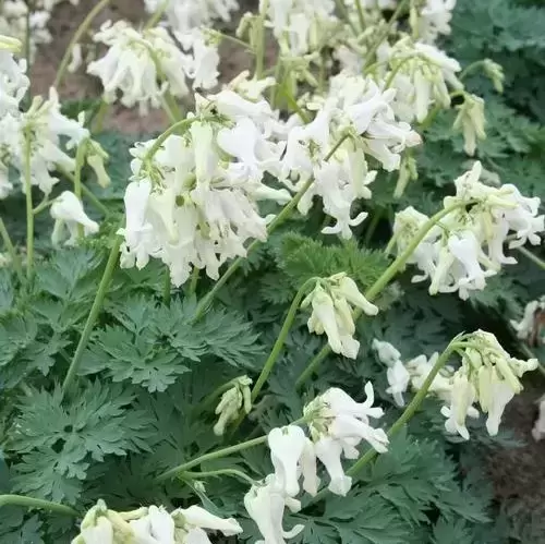 Dicentra 'Ivory Hearts'