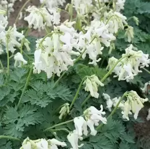 Dicentra 'Ivory Hearts'