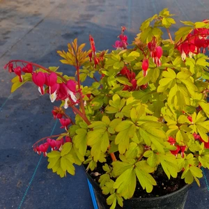 Picture - Plantipp BV