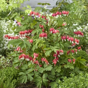 Image Credit: Plantipp BV®