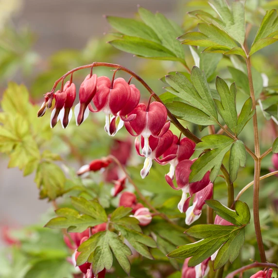 Image Credit: Plantipp BV®